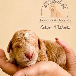 Echo - Apricot male Goldendoodle puppy in Lake Charles, Louisiana from Perfect Fit Poodles & Doodles
