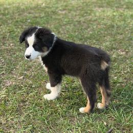 Creek - Black tri male Miniature Australian Shepherd puppy in Baker, Florida from East to Western Aussies
