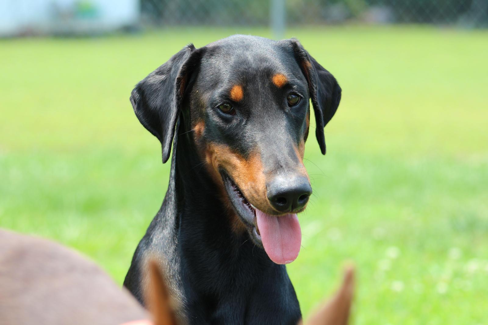 Black and rust doberman with natural ears