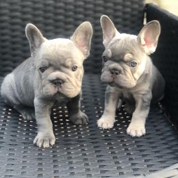 French Bulldog Puppies from NeighborHood Frenchies