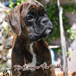 Kiia - Boxer