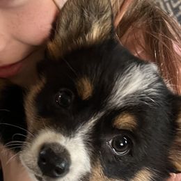 Pembroke Welsh Corgis from The Hallway Farm
