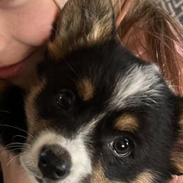 Pembroke Welsh Corgis from The Hallway Farm