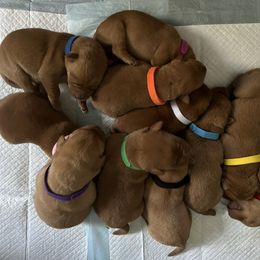 Labrador Retriever Puppies from Sunbrooke Acres