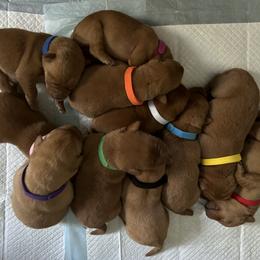 Labrador Retriever Puppies from Sunbrooke Acres