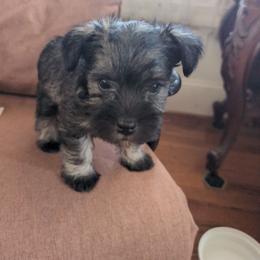 Jester - Salt and pepper male Miniature Schnauzer puppy in Huron, Tennessee from Wilma's Paw-Paw Patch