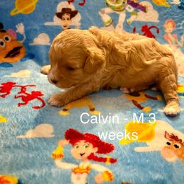 Cavapoo Puppies from Enchantment Cavapoo & Pugapoo Puppies