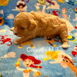 Cavapoo Puppies from Enchantment Cavapoo & Pugapoo Puppies