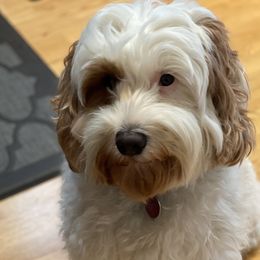 Luci  - Australian Labradoodle