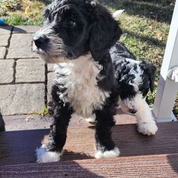 Sheepadoodle Puppies from Jaqueline Sparks