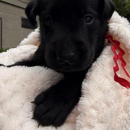 Red Collar Black Male - Black female Labrador Retriever puppy in Gainesville, Georgia from Rucker Retrievers