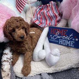 Sonny white collar - Red  male Poodle puppy in Brandon, Florida from Henn's Toy Poodles