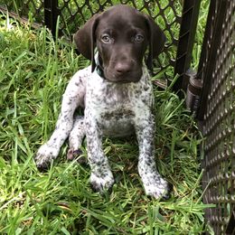 German Shorthaired Pointer Puppies from Blue Mountain GSP's