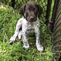 German Shorthaired Pointer Puppies from Blue Mountain GSP's