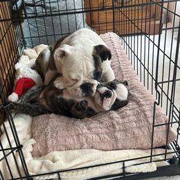 Freya - Red brindle and white female Bulldog puppy in Harrisburg, Pennsylvania from KnockDown Bulldogs