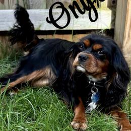 Onyx - Cavalier King Charles Spaniel