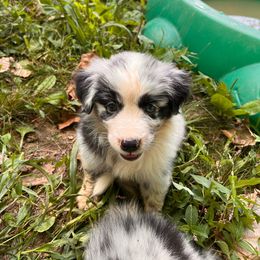 Girl 5- Dahlia - Australian Shepherd puppy from Sugar Camp Aussies