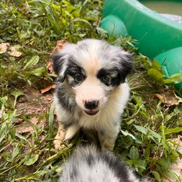 Girl 5- Dahlia - Australian Shepherd puppy from Sugar Camp Aussies