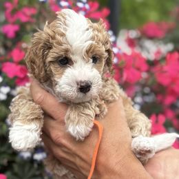 Girl 1 - female Bernedoodle puppy in Las Vegas, Nevada from Perfect Bernedoodles