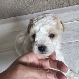 Boy 2 - Cream male Maltipoo puppy in Nampa, Idaho from Dawn's Maltipoos