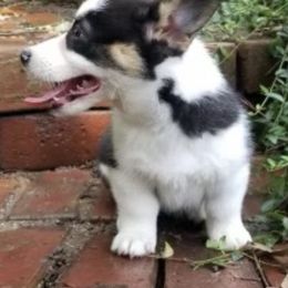 Pembroke Welsh Corgis from Box Alarm Farm
