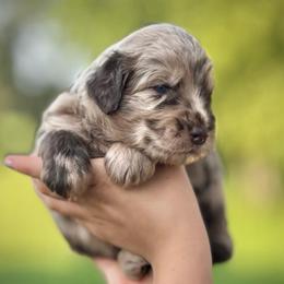 Lady Harriett - Chocolate female Assorted Doodle Crosses puppy in Kansas City, Missouri from Beary GoldenDoodles