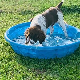 English Springer Spaniel Puppies from Spradley Springers