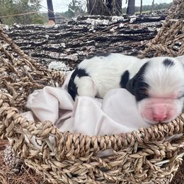Dallas - Black white and tan male English Springer Spaniel puppy in Swainsboro, Georgia from Sweet Georgia Springers