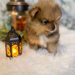 Fajin - Blue merle male Pomeranian puppy in California from T & D Dream Poms
