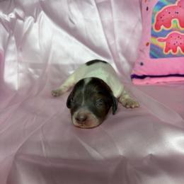 Melissa - Piebald female Dachshund puppy in Lake City, Florida from My Ditzy Doxies of Florida