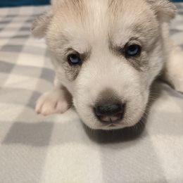 Siberian Husky Puppies from Tranton Kennels