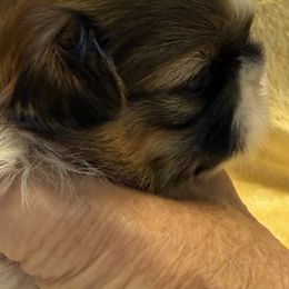 Shih Tzu Puppies from Ridgehaven Shih Tzus