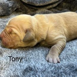 Tony - Golden male Golden Retriever puppy in New Ringgold, Pennsylvania from Hawk Mountain Doodles
