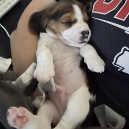 Beagle Puppies from Stranger Creek Beagles