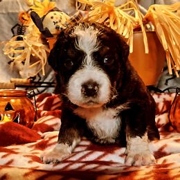 Mr. Bones - Black & white male Australian Shepherd puppy in Warren, New Hampshire from Waggle Time Farms