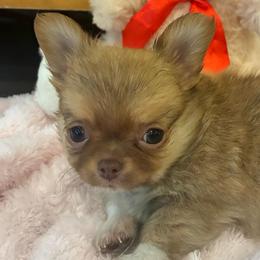 Tommy Tune - Fawn male Chihuahua puppy in Summerfield, Florida from Impeccable's Boutique & Ethical Breeder for the educated & discriminating ONLY
