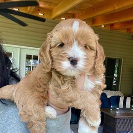 Boston - Red and white male Cockapoo puppy in Denver, Pennsylvania from Greenview Puppies