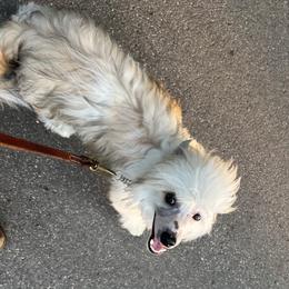 Hector - Chinese Crested