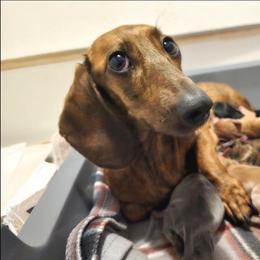 Pippy - Dachshund