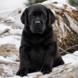 Labrador Retriever Puppies from Meritrust Labradors