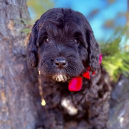Miss Pink - Black female Australian Labradoodle puppy in Greenwood, Arkansas from Mount Harmony Labradoodles
