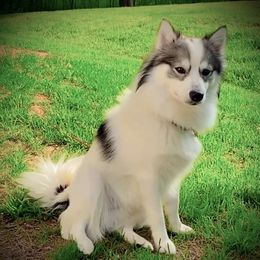 Louie - Pomsky