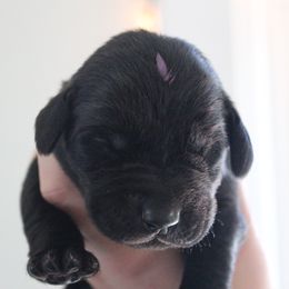 Golden Retriever and Labrador Retriever Puppies from Trenlock Kennels