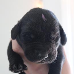 Golden Retriever and Labrador Retriever Puppies from Trenlock Kennels