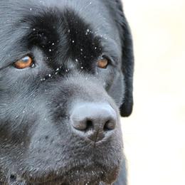 Labrador Retrievers from Desert Haven lab