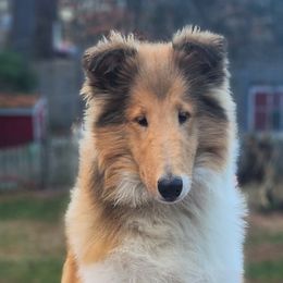 Sabrina - Sable and white Collie puppy in Newtown, Connecticut from Lakewinds Collies & Bulldogs