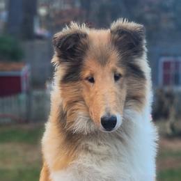 Sabrina - Sable and white Collie puppy in Newtown, Connecticut from Lakewinds Collies & Bulldogs