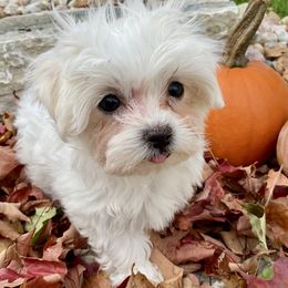 Glee - White female Maltese puppy in Howard City, Michigan from Petite Joie Puppies