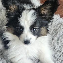 Jackson - White black and tan male Papillon puppy in Hattiesburg, Mississippi from Lakeview Papillons