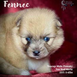 Fennec the Fox Pomsky - Wolf sable male Pomsky puppy in Perkins, Oklahoma from A-Dream Pomsky Kennel